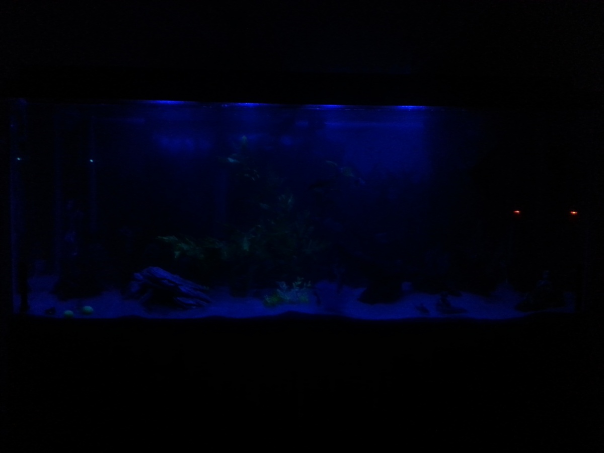 Tank with the blue night light. Picture doesnt do it justice