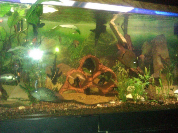 tankmiddle1 w assorted fish
