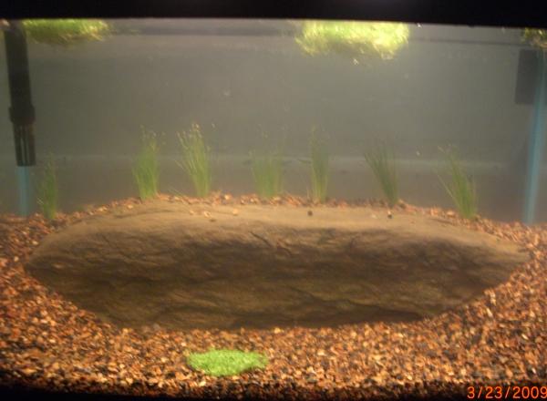 The beginning of the 10 gallon tank with some: Riccia, Dwarf baby tears, and Dwarf Hairgrass. With ghost shrimp as the only occupents at the moment.