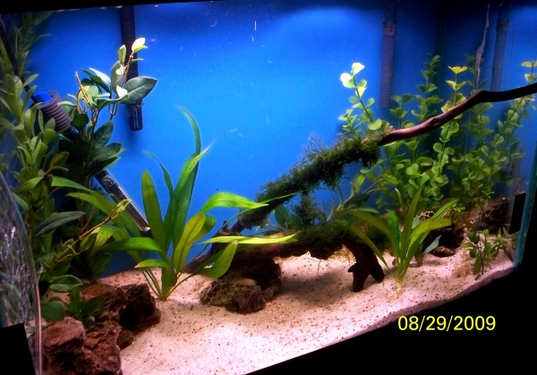 The Bolivian Ram fry grow-out tank