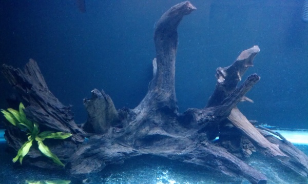 the center piece for my 100 gallon, consist of 4 pieces of driftwood