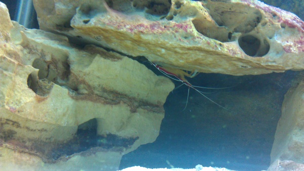 The cleaner shrimp. Very cool. We've even caught him riding on the back of the clown!