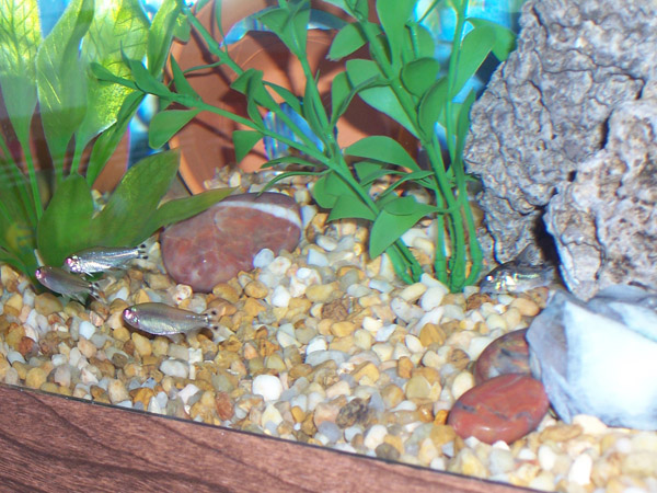 The cories remain on alert. =]