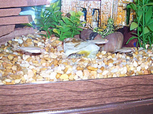 The cories still haven't quite welcomed the new additions. . .