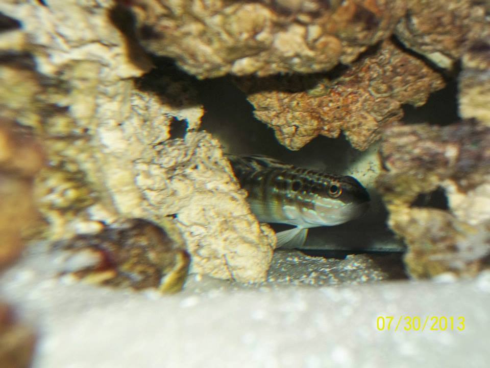 the Goby peekin out
