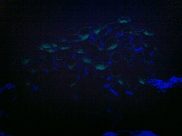 The green polyps are glowing!!! That's awesome.