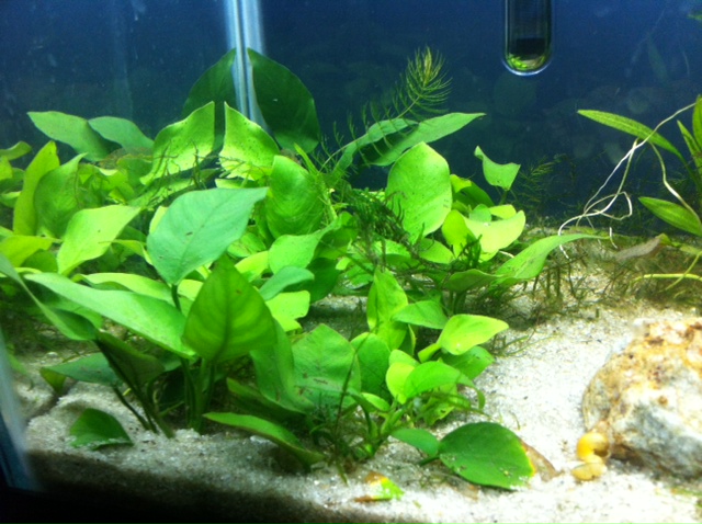 The left portion of the tank.