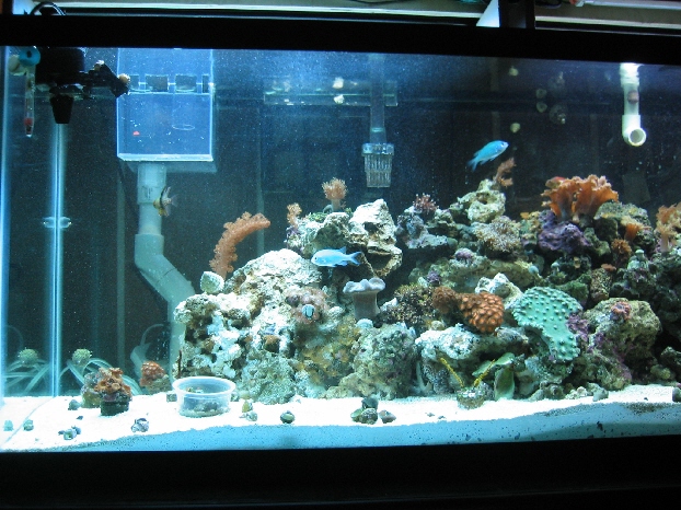 the left side of the reef