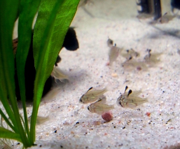 The little Bolivian Rams at 2 months old.