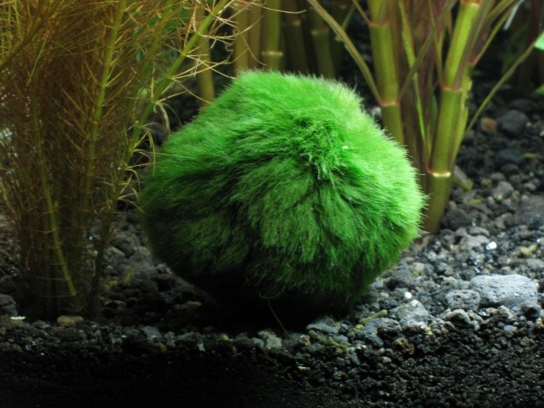 The Marimo balls are too freaking cool
