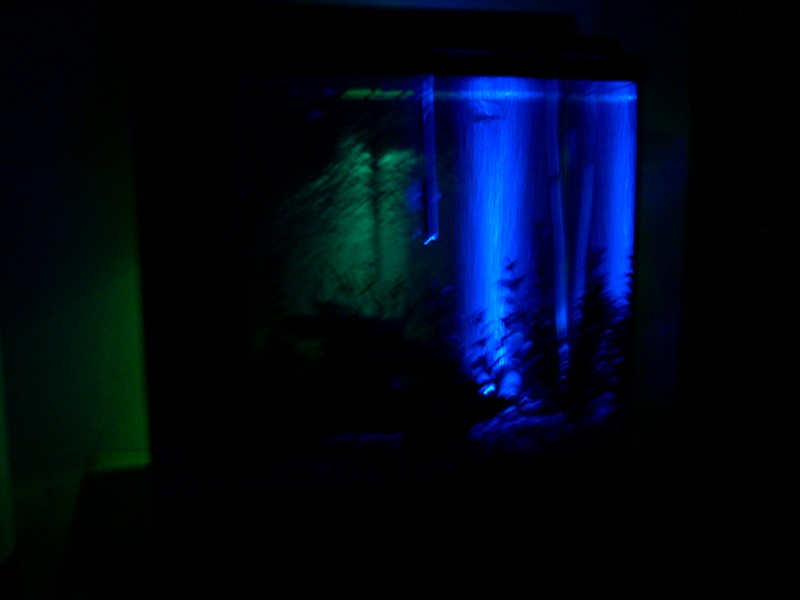 The Miracle Beam Hi-Lite System on my 15 High.  A green behind the tank, and the blue reflecting up on the bubbles