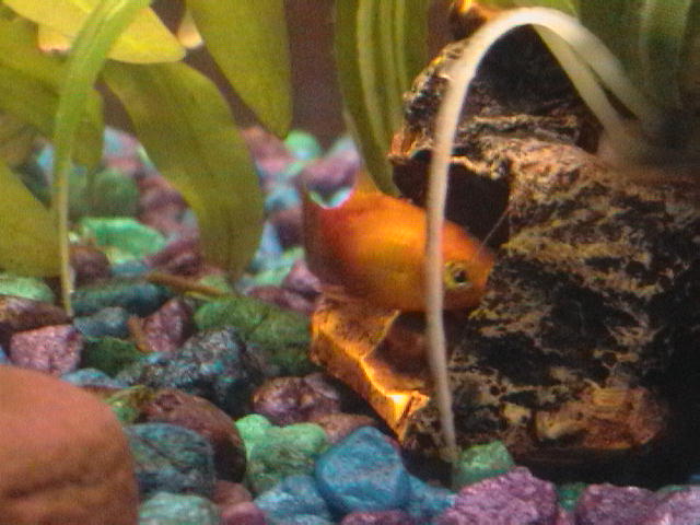 the more shy of my platys.  He lives in that hollow log now.