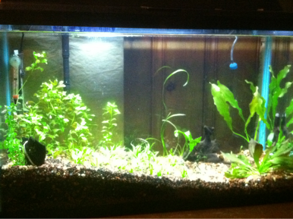 The new aquascape after fighting bba