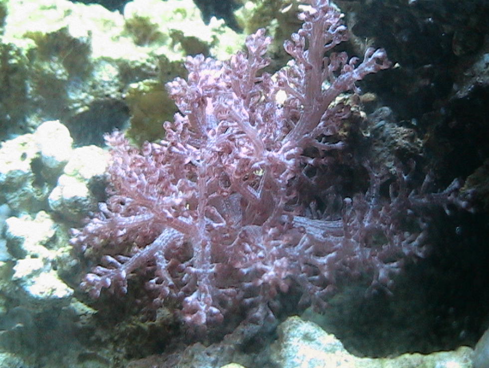 The other coral that I just got.
This is really a pretty purple.