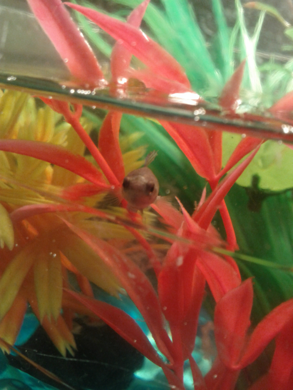 the pink plant is her favorite out of all the plants in her tank... of course its my least favorite