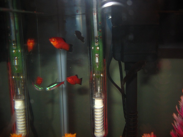 The Platy's chilling with a Neon.