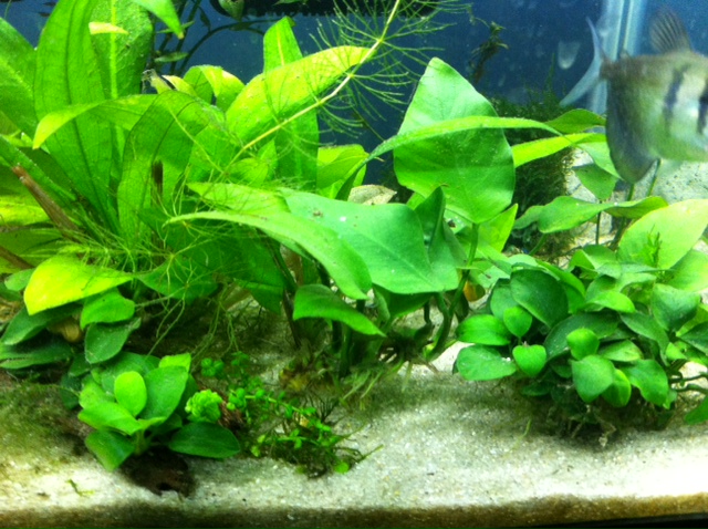 The right portion of the tank.