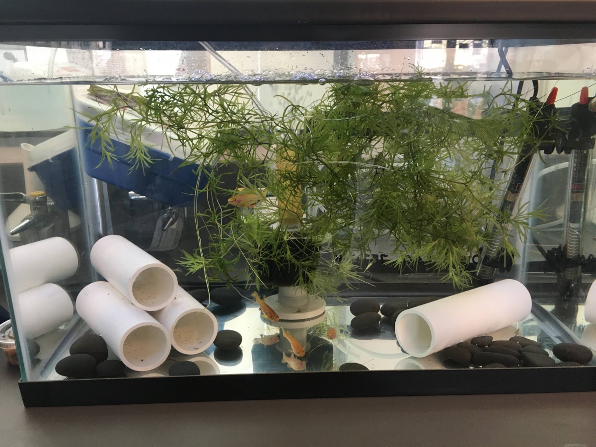 The setup, complete with PVC hides, floating plants, heater, and sponge filter. Minimalist to make it easier to watch them
