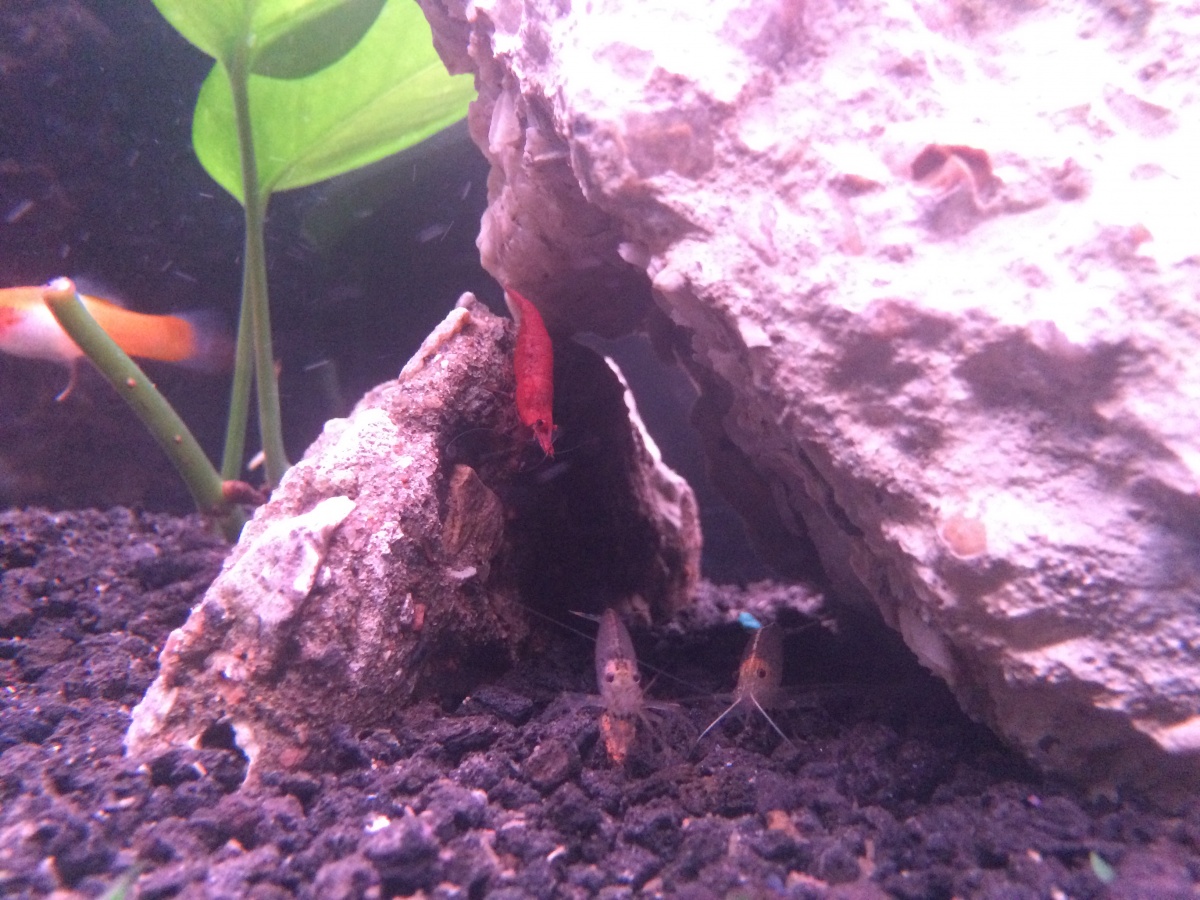 The squad of shrimp