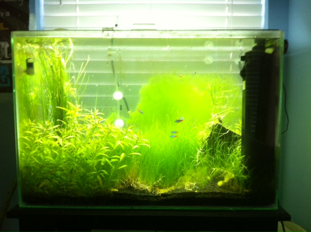 The tank after around 2 months. Blyxa, for some reason, died off. But all other plants are doing great. Dwarf Hairgrass made a huge carpet. The repens