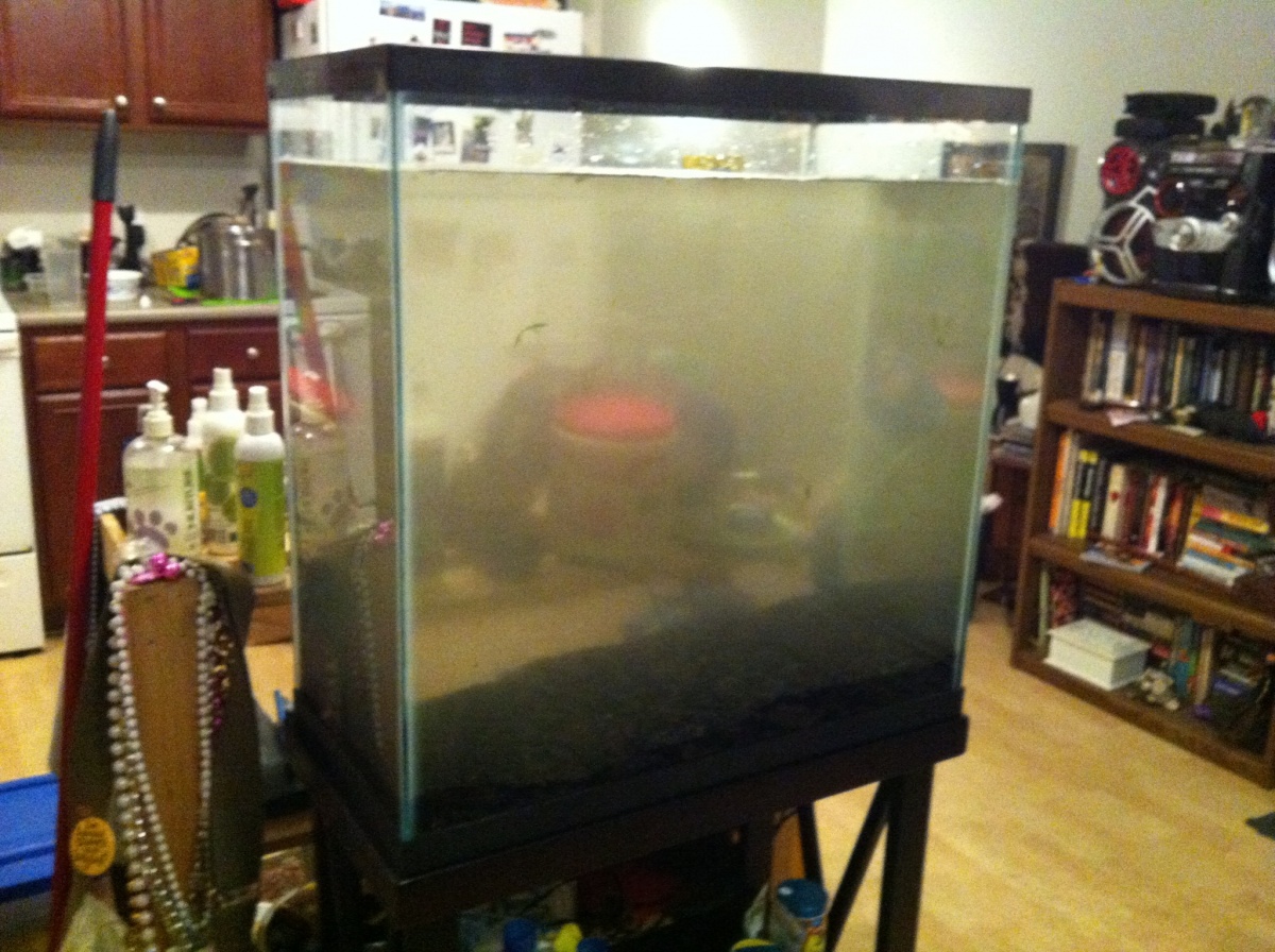 The tank after substrate and water was added-looks like the Mississippi River!