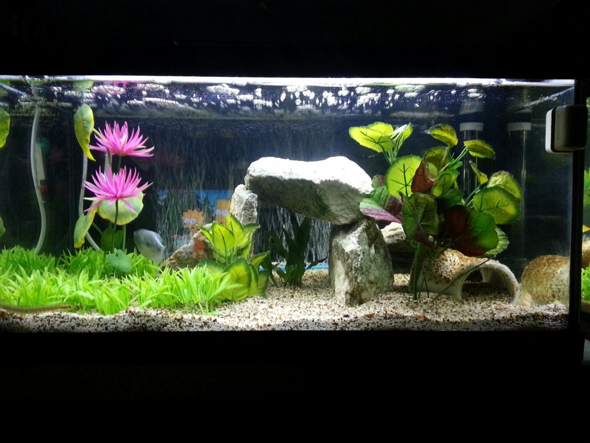 The Tank moved around once again. Had to make hiding spots for the Spiney Eel.