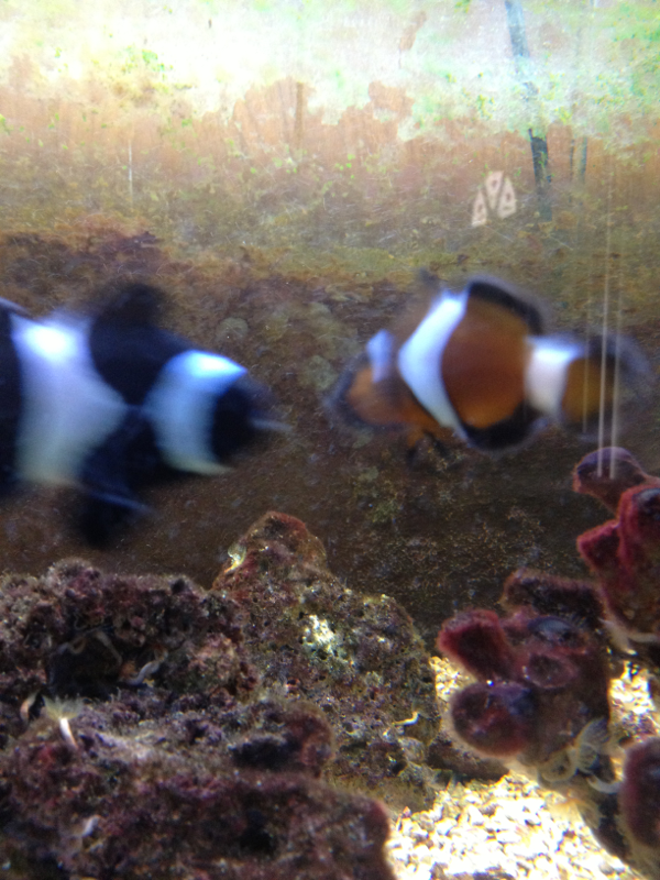 The two male clowns hate each other and constantly fight over the female.