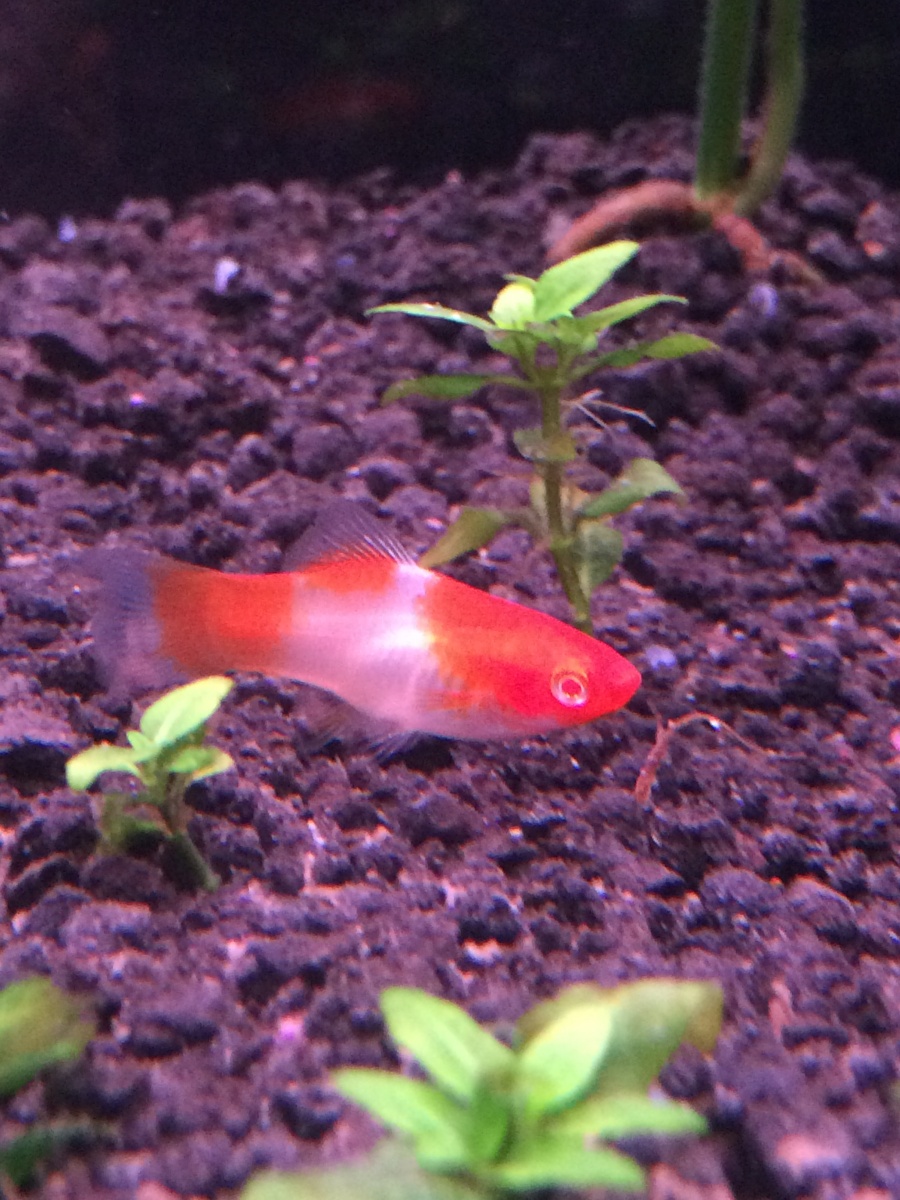 The younger female koi swordtail.