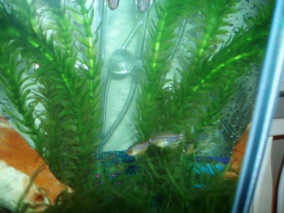 There are actually three zebra danios in this pic. You can really only see two those. Hope you like them!!!