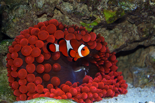 There is my Clown Fish and my anemone, the anemone is on hunger strike right now, he spits out every fish I feed him, so now I stopped feeding him and