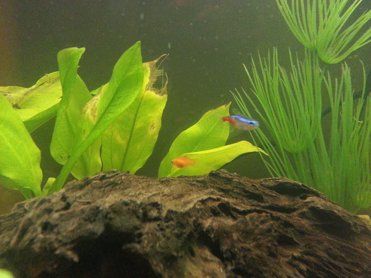 There's the one surviving Platy fry (approx. 4 weeks old). You can see she's almost the size of the Neon Tetra. Amazon Swords in background next to ar