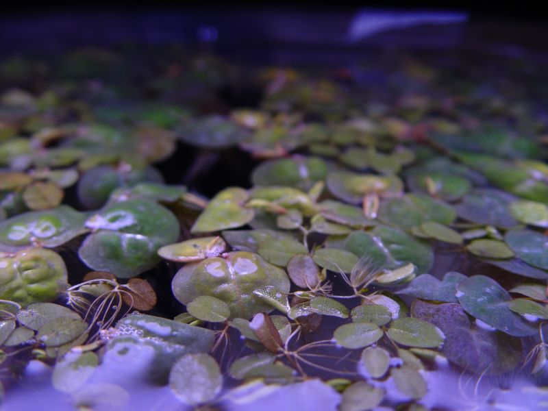 These are beautiful floating plants!  The look like small lily pads.  I got them free from Russdesnoyer on Aquabid.com (awesome guy, great plants, gre