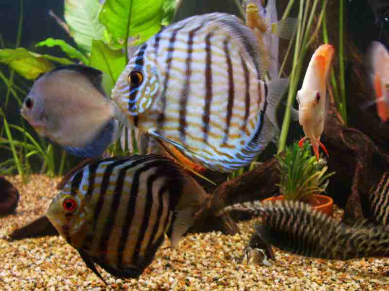 these are my discus in their new tank.....