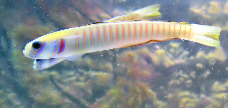 These are my new bar gobies! :) they are inseperable