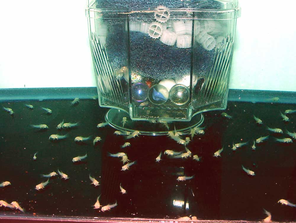 These are the Cory fry at 3 weeks of age. About 125 - 90% survived.