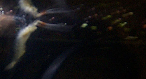 These little guys float upside down at the surface and grab the flakes.
Bad pics, Old cam.