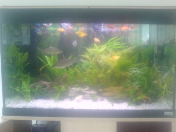 This another fish tank is about 3 foot long
