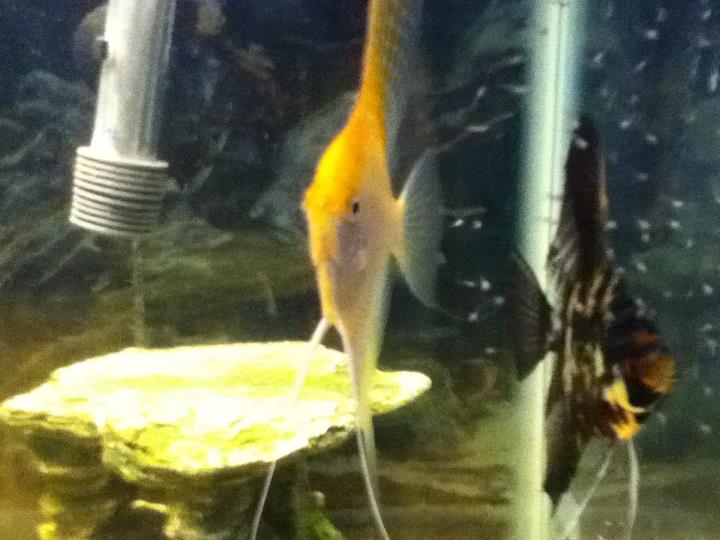 this are my BF's breeding pair of angel fish and those little white dots are their freshly hatched babies.  we've had some real trouble getting the ba
