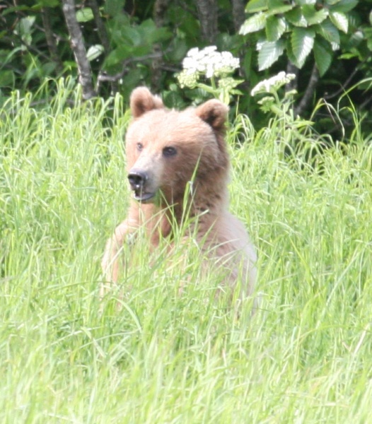 This blond beauty was in her first year away from her mama, a nice looking Grizzly.