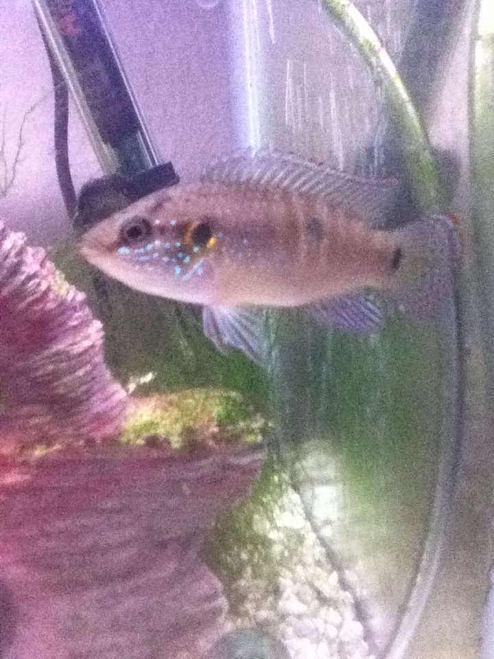 this is a clearer picture of my jewel can anyone tell if its a boy or a girl?