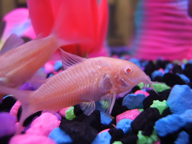 This is a close up of one of my two new albino cories. Great hardy fish for beginners.