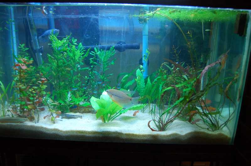 This is a full frontal view of my 29 gal planted tank.  Tank is stocked with all the plants I will put in it, only thing I will do now is replant the 