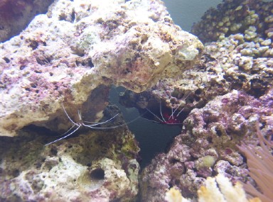 This is a fun picture of the cleaner shrimp and fire shrimp just hanging upside down under some rock. That is the cleaning station right there. The an
