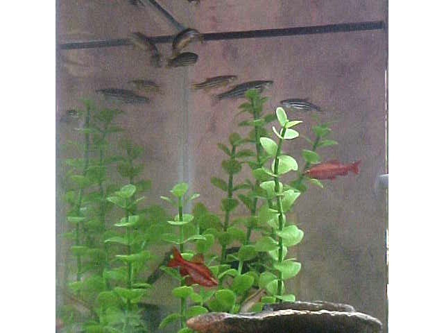 This is a great example of how well my schools of zebra danios & cherry barbs get along.  They love to hang out together.