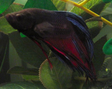 This is a nice close-up of my Betta Louie DaFish. no one messes with louie! or you'll get the horns!