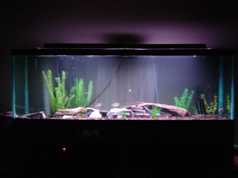 this is a older whole tank shot