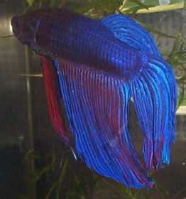 this is a pic of my kids Betta.