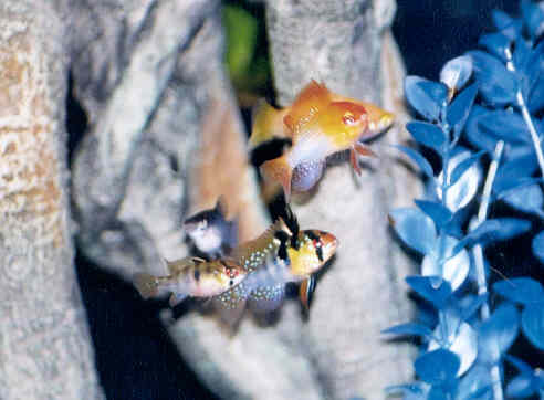 This is a pic of my male and female German Blue and one of my Gold Rams.