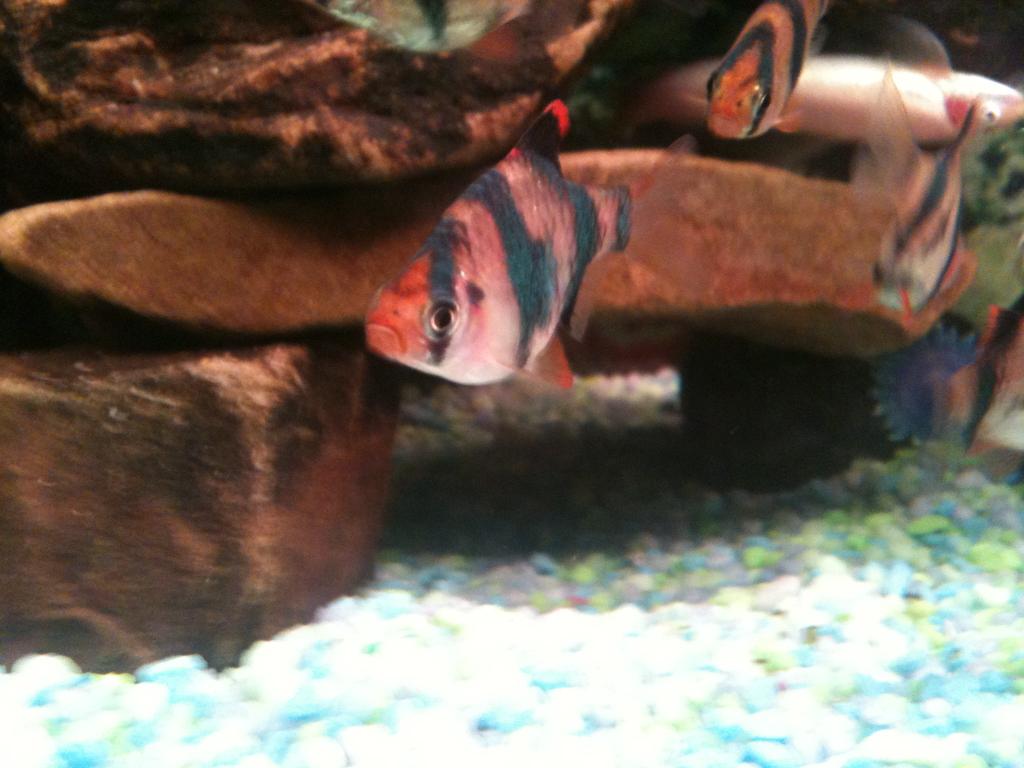 This is a picture of my alpha male tiger barb Alfie.