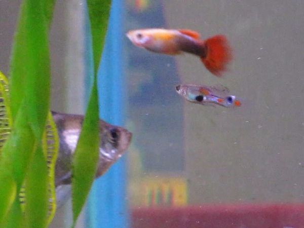 This is a picture of my cousin's guppy that he bred.  "Nathan [AKA phoenixkiller] has my [Kevin's] permission to use this picture online and for the p